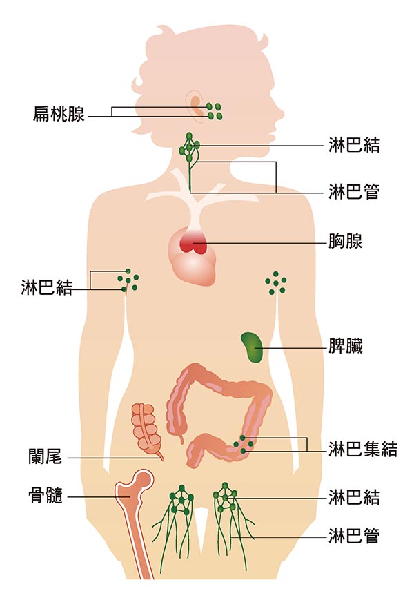 人體免疫系統