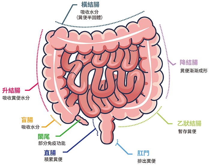 大腸癌形成原因？2.家族遺傳與基因。
